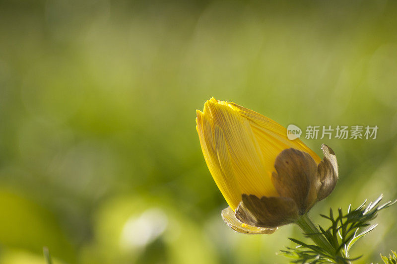 黄野鸡眼(Adonis vernalis)